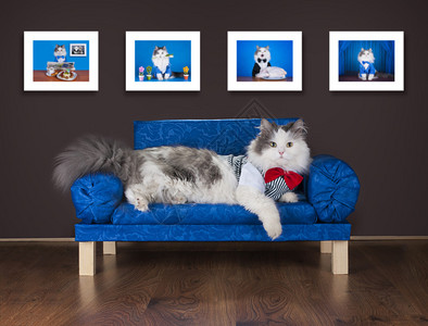 懒猫在沙发上休息图片