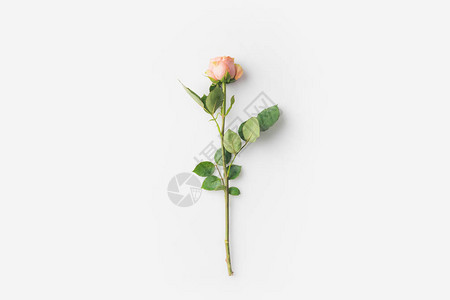 花朵美丽的玫瑰花白图片