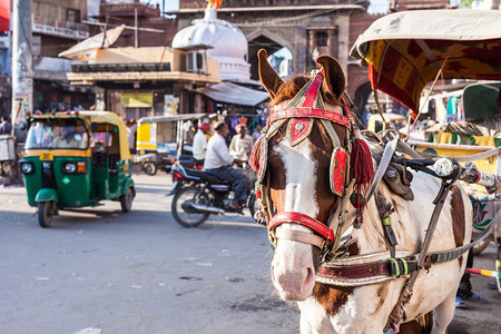 在印度萨达尔市场骑马车图片