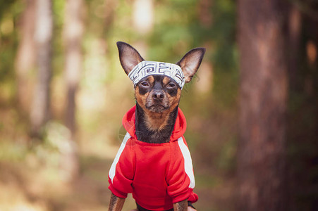 健身犬在自然的夏季秋季背景下穿着运动服的狗运图片