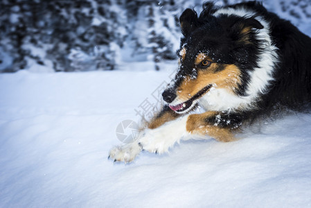 奔跑的边境牧羊犬跳过雪峰图片