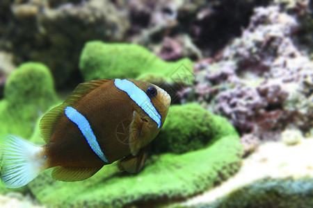 水下珊瑚鱼图片