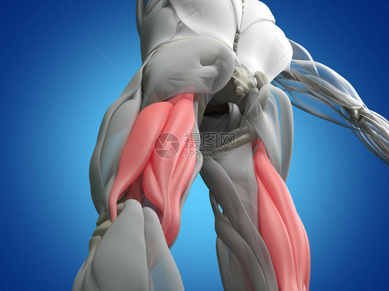 腘绳肌群解剖模型3d插图图片