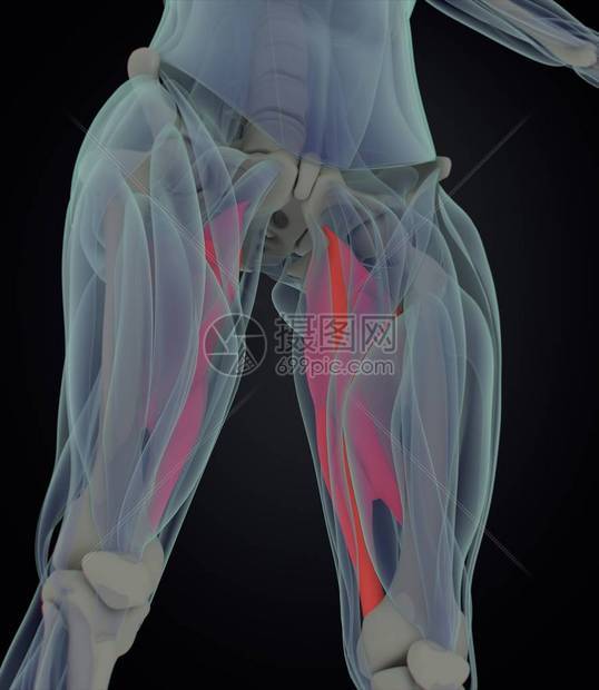 内收肌解剖模型3d插图图片