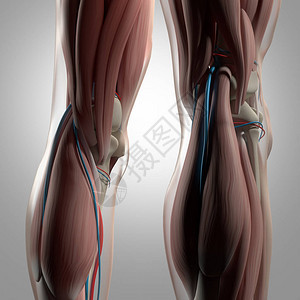 人体腿部解剖学3d插图图片