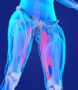 内收肌解剖模型3d插图图片