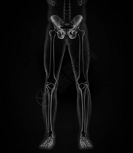 髂骨解剖模型3D插图图片