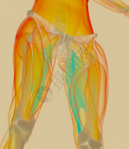 内收肌解剖模型3d插图背景图片
