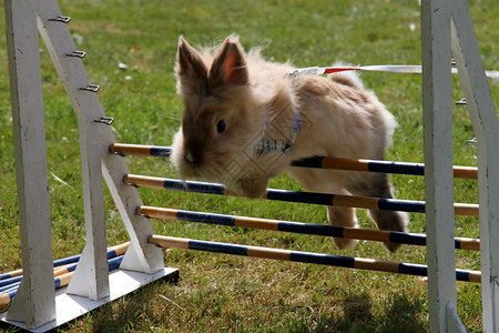 兔子从小障碍上跳过卡宁图片