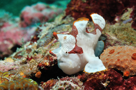 菲律宾潘格劳Panglao的珊瑚礁上坐着小丑青蛙鱼喷漆角鱼类图片