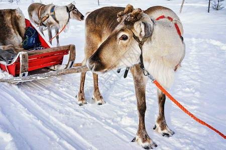 冬季芬兰拉普兰RovaniemiRovaniemi的雪橇上图片