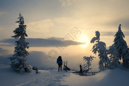 旅游者用棍棒和背包在美丽的冬季风景中穿梭于日落时积雪覆盖的树木之间图片