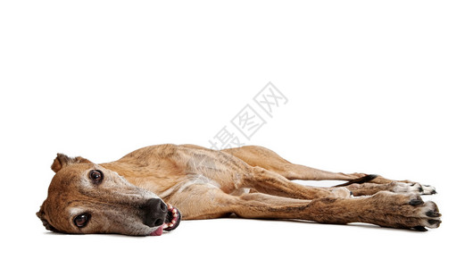 疲倦的斑纹灰狗躺下吐着舌头背景图片