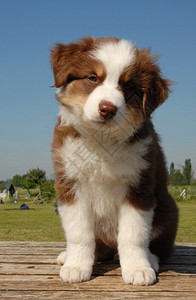 宝宝100天蓝色天空中一只小狗纯种的澳洲背景