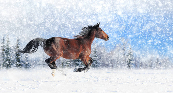 马在冬天的田野上奔跑图片