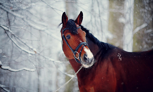 一匹马的肖像精良的图片