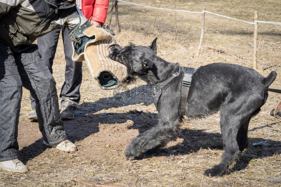 狗在训练服从课程期间攻击和咬伤狗肉的大型Schna图片