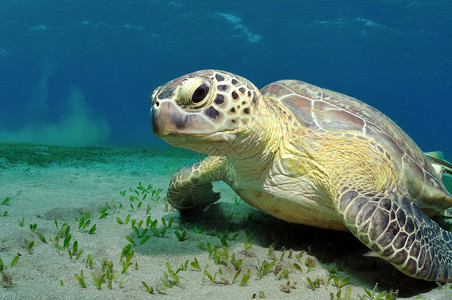 坐在水下沙底的海龟MarsaAlam图片