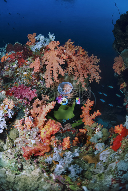 SUDAN红海Sanghaneb珊瑚礁潜水图片