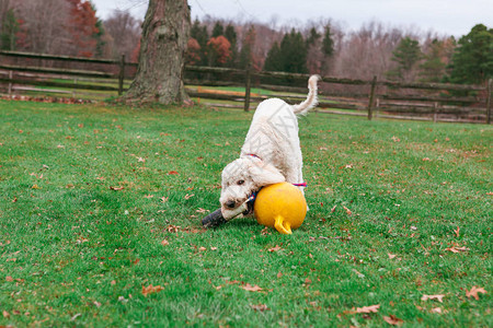 一只年轻的金色小狗在绿色的草地院子里图片