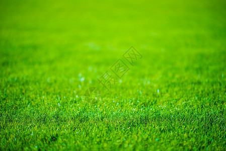 草场散焦背景照片图片