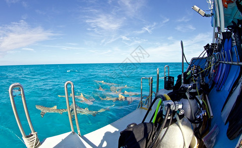 照片展示了巴哈马虎滩潜水点图片