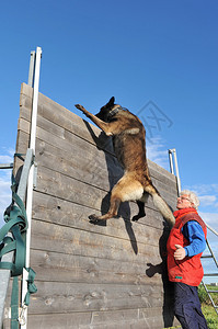 用纯种比利时牧羊犬玛利诺犬训练警犬图片