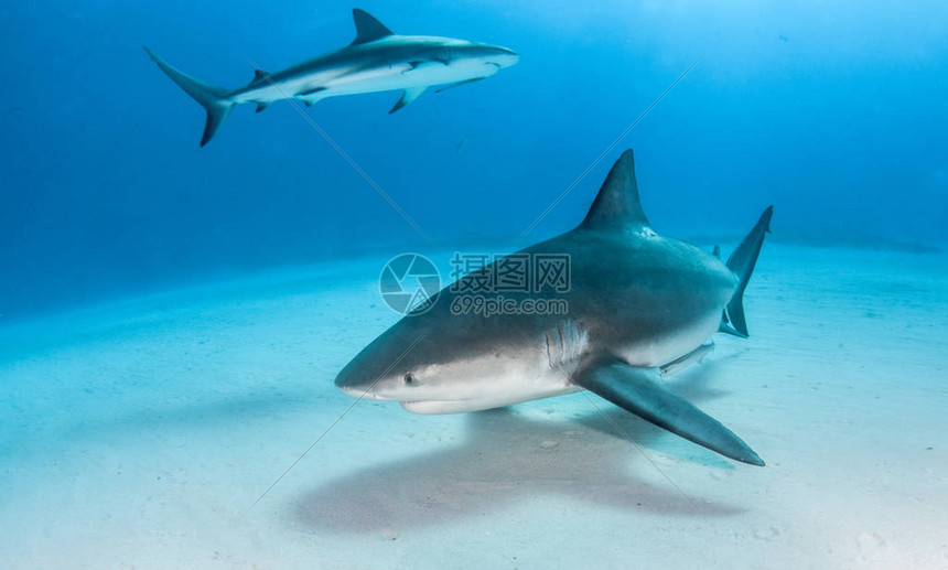 图片显示巴哈马的公牛鲨鱼图片