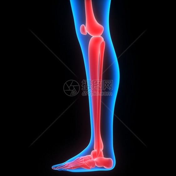 3D人体骨联合疼痛Leg图片