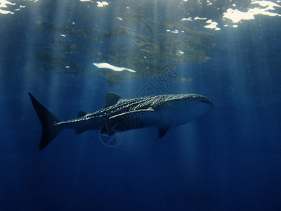与漂亮的蓝色和太阳光线的鲸鲨图片