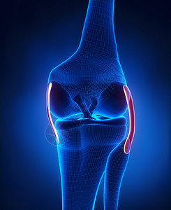 膝关节韧带解剖图片