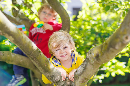 两个活跃的金发小男孩享受在树上攀爬托德勒儿童学习攀登图片