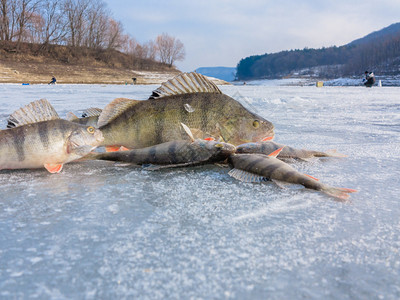 冬季钓鱼冰上鱼冰上新鲜捕图片