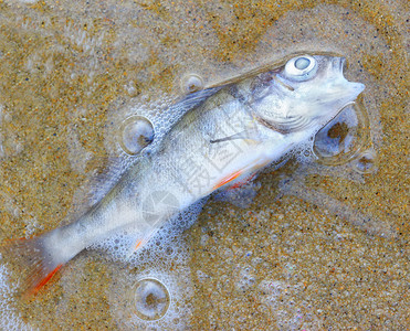 海滩上的死鱼Percafluviatilis图片
