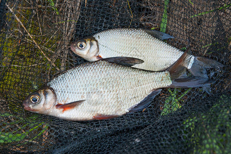 上用渔线轮捕捉淡水鱼和钓鱼竿在自然背景的几条鲷鱼抓鱼图片-摄图网
