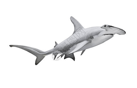 大锤头鲨鱼SphyrnaMokarran是危险的掠食鱼图片