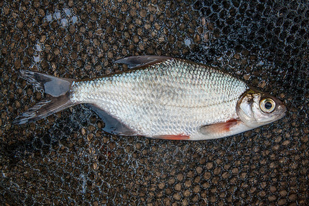 鱼,从刚从水中取出的淡水鱼黑色渔网上的一条银鲷或白鲷鱼抓鱼普通