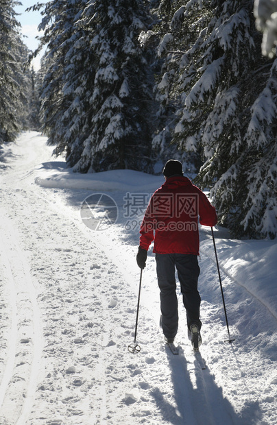 冬季森林里的滑雪者图片