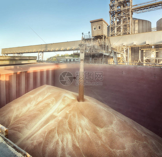 谷物升降机装满货舱散装小麦。图片