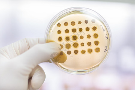在培养皿中关闭LB琼脂培养基上的细胞培养样品生物学家使用琼脂板来培养细胞霉菌真菌细菌或背景图片