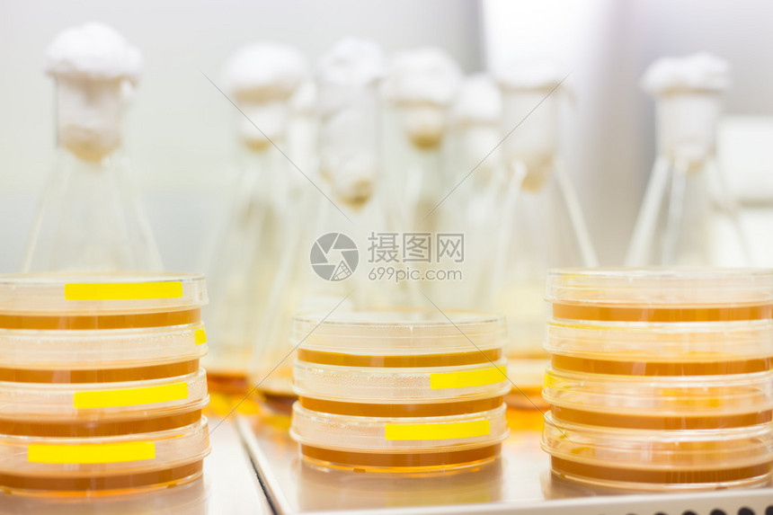 细胞培养样品在培养皿中的LB琼脂培养基上和在层流中的锥形瓶中生物学家使用琼脂板来培养细胞霉菌真菌细菌或图片
