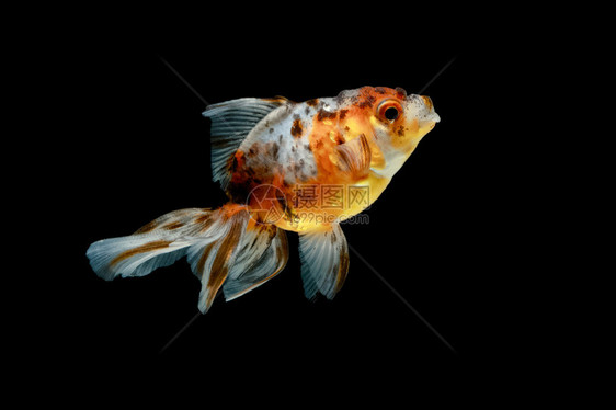 背景上的三色金鱼孤立图片