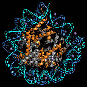 人体核素的表示将DNA与直one图片