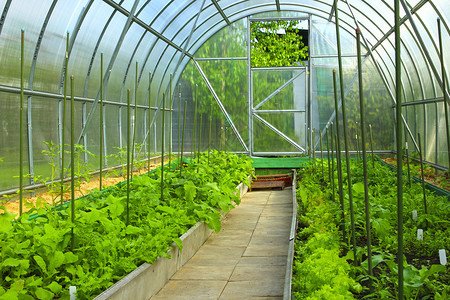 在透明聚碳酸酯制成的温室中种植蔬菜图片