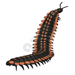 Arthropleura是一个巨型昆虫无脊椎动物图片