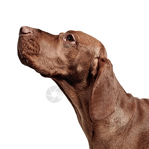 维马拉纳温加里施贾格德洪WeimaranerUungarischJagdhundvolweissemHinterg图片