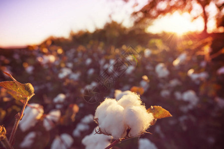 日出时的棉田秋天的季节图片
