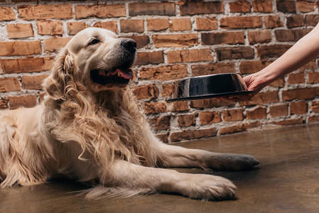 女人在可爱的寻食犬附近带着宠图片