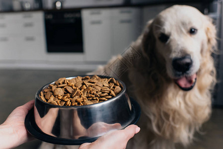 以宠物食在可爱的寻食犬附近抱着碗子的妇女图片