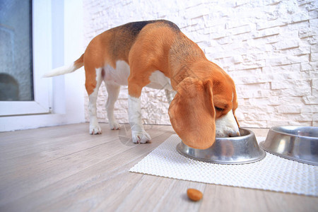 狗食背景吃比格犬背景上的狗饲料图片